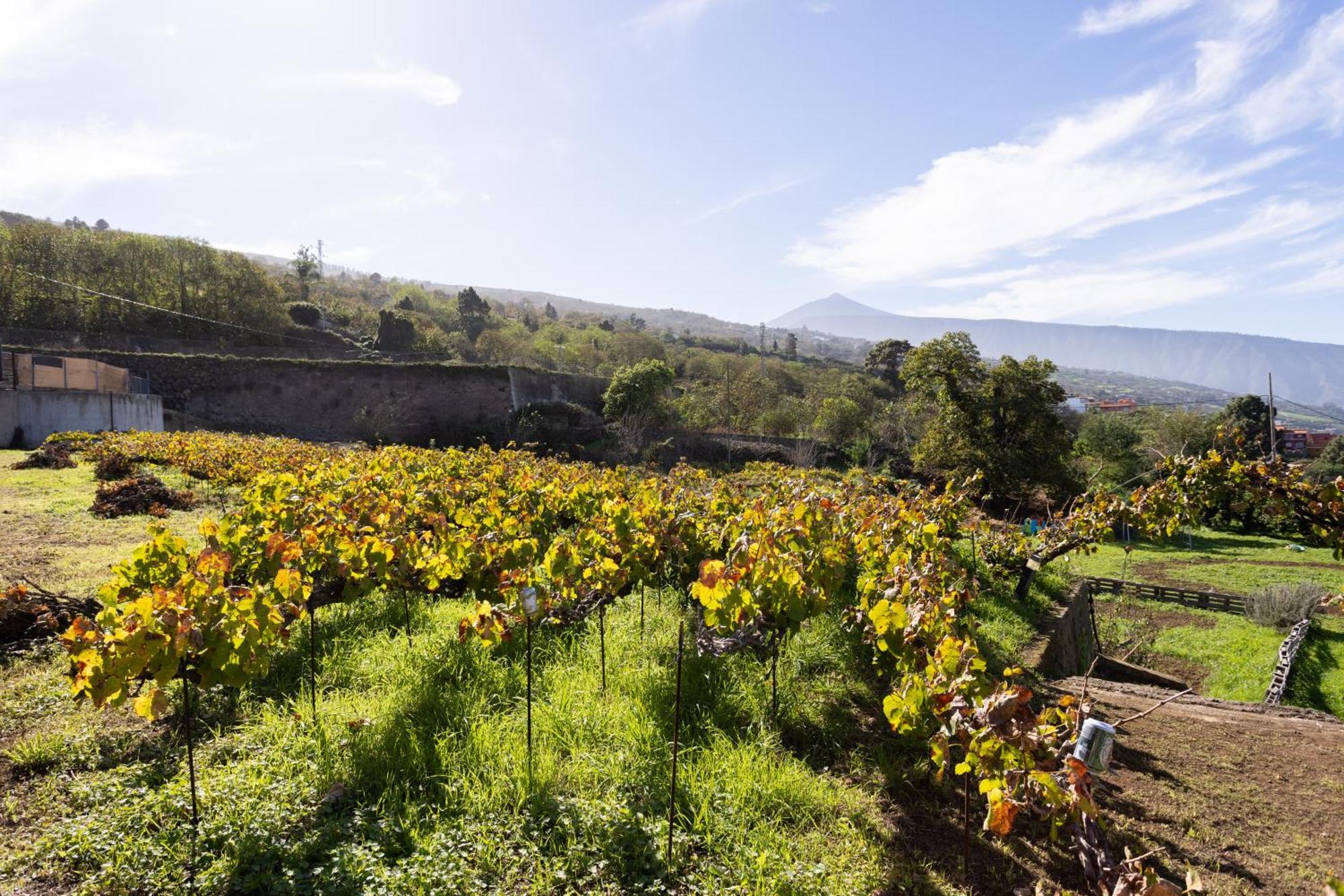 Ek Teide Finca El Milagro La Orotava Bagian luar foto