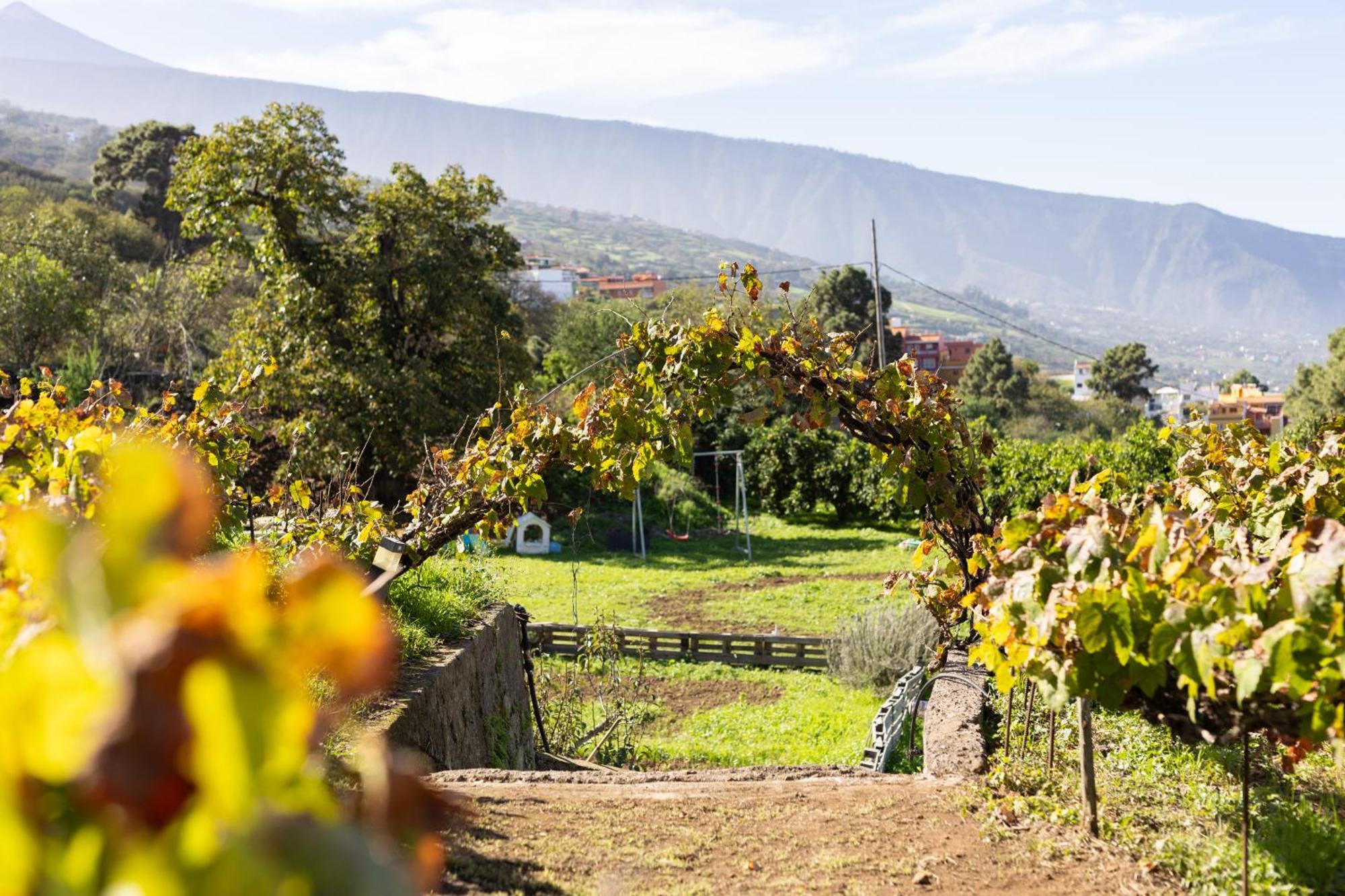 Ek Teide Finca El Milagro La Orotava Bagian luar foto