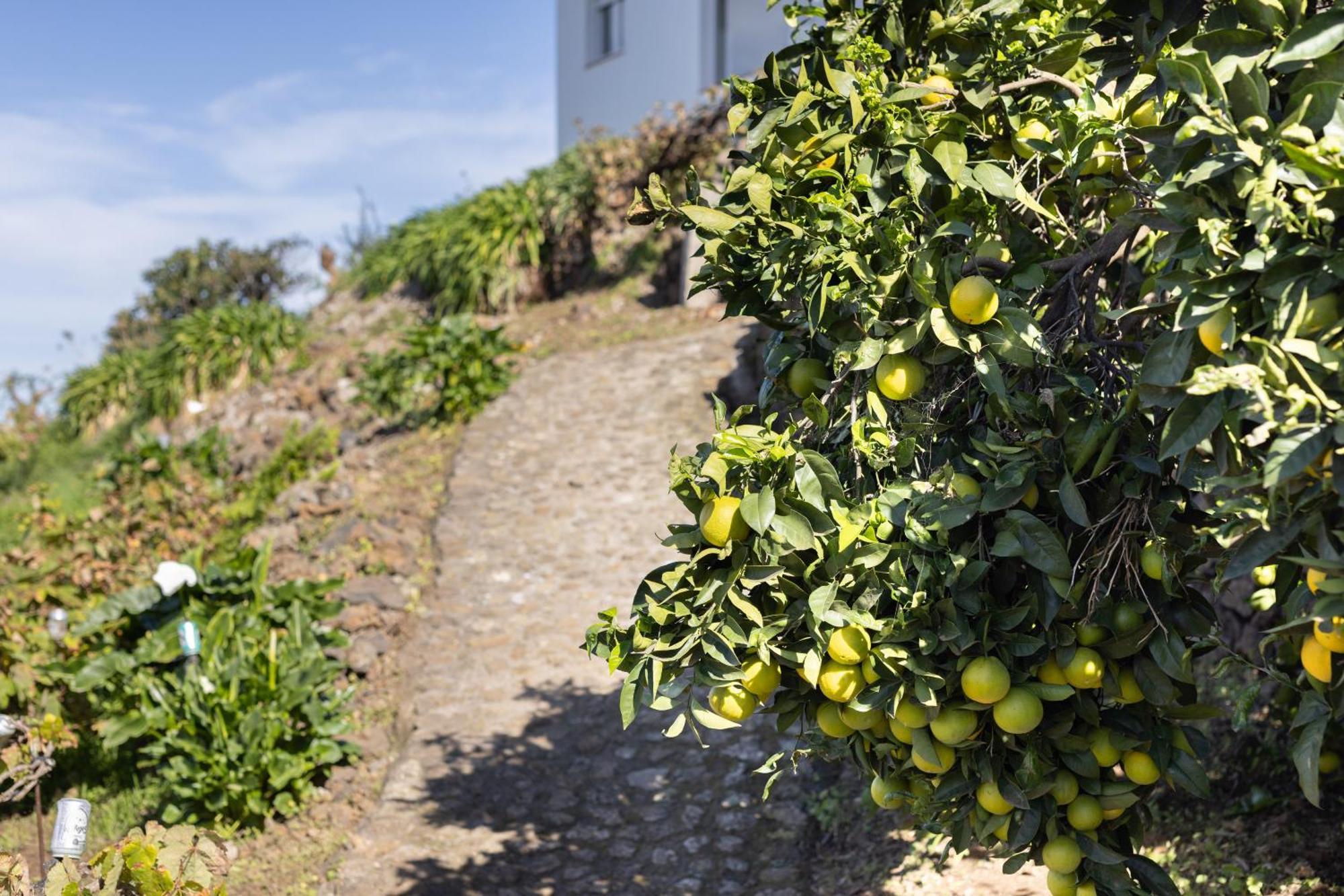 Ek Teide Finca El Milagro La Orotava Bagian luar foto